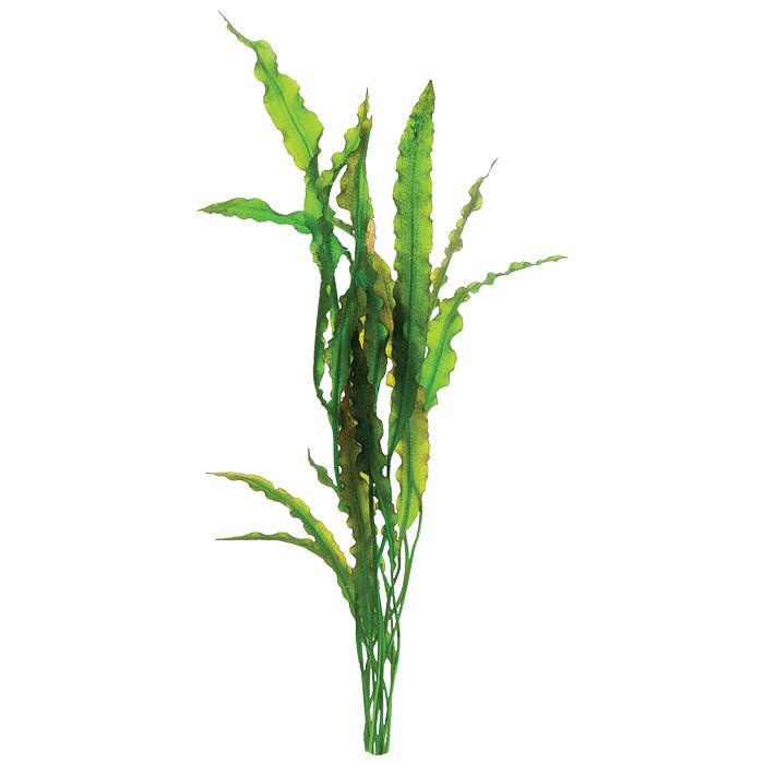 Aponogeton crispus - Whole Plant