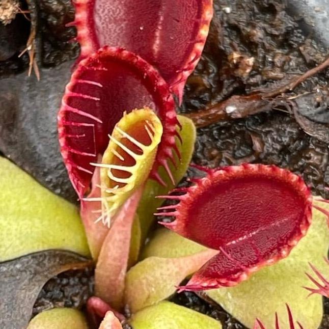 Dionaea muscipula 'Cupped Trap' (Venus Fly Trap) – 1 Plant in Grow Cup