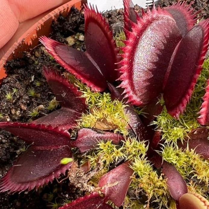 Dionaea muscipula 'Red Piranha' (Venus Fly Trap) – 1 Plant in Grow Cup