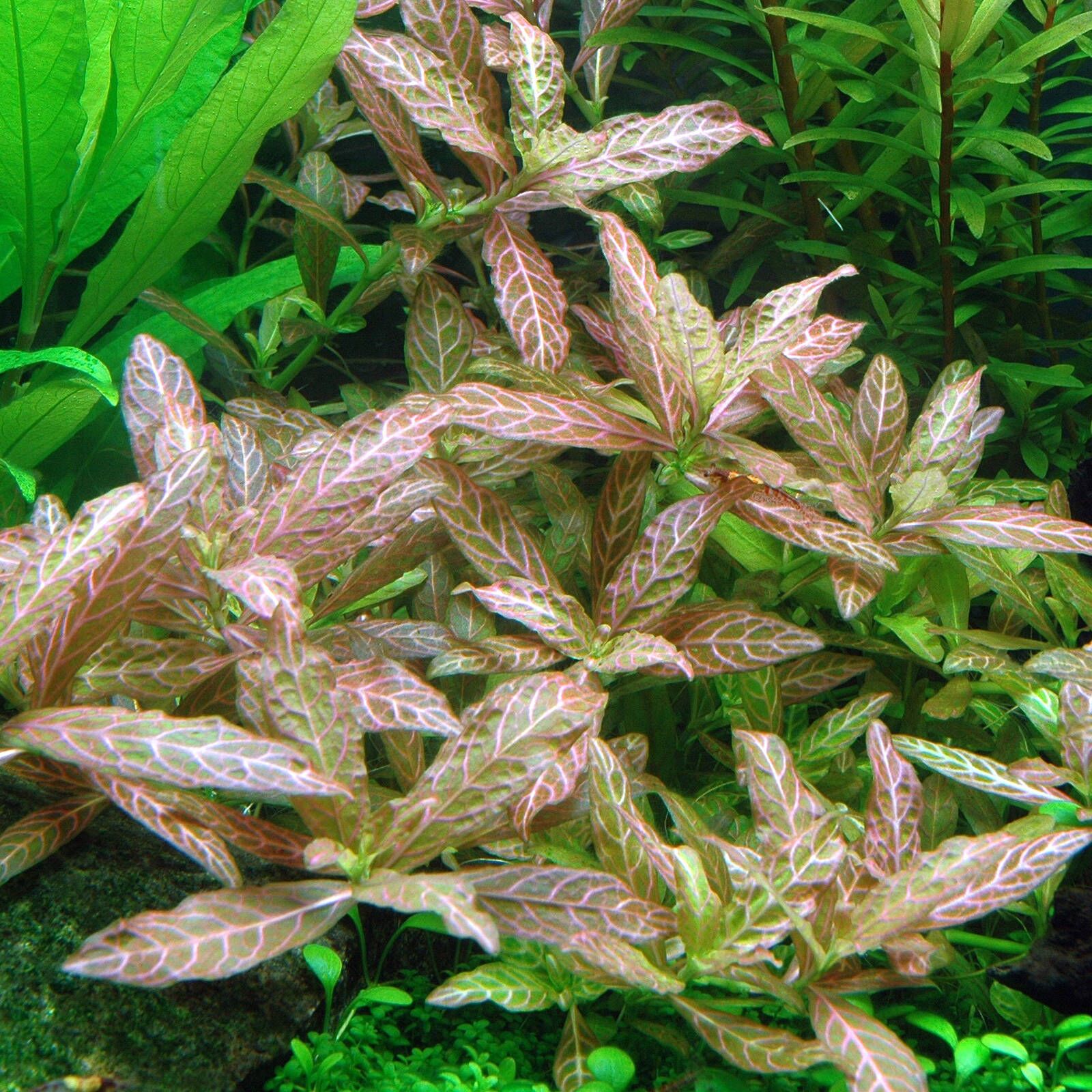 The Guppy Garden