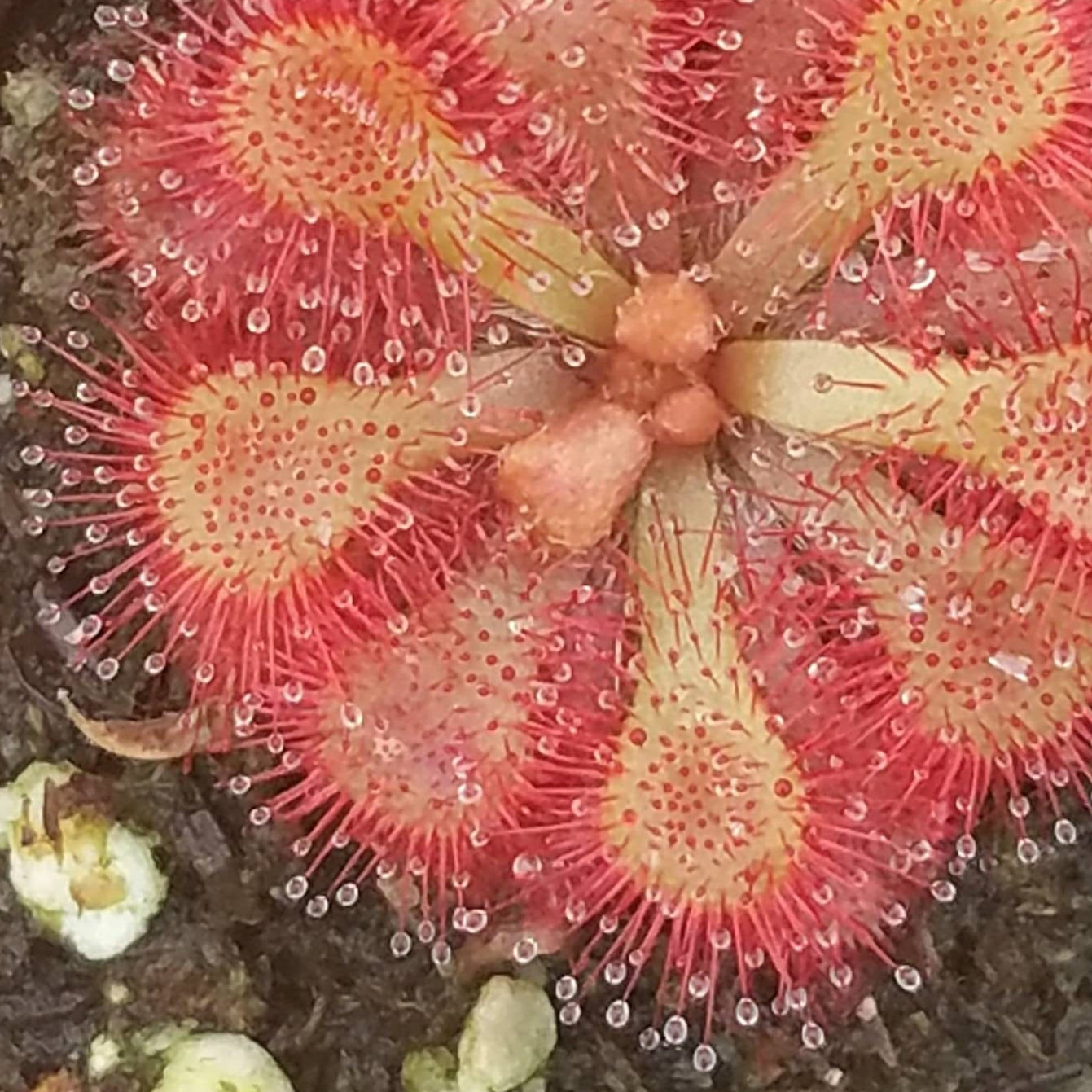 Close-up of a sundrew diels red and yellow flower-like structure on a dark background