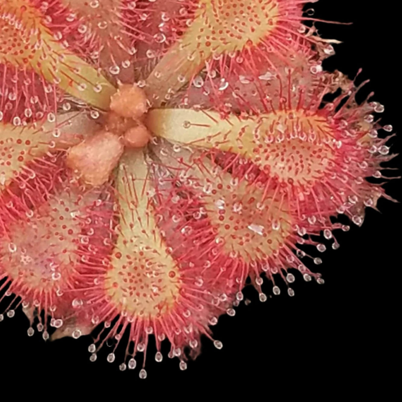 Close-up Diels Sundew of a red and yellow flower-like structure on a dark background
