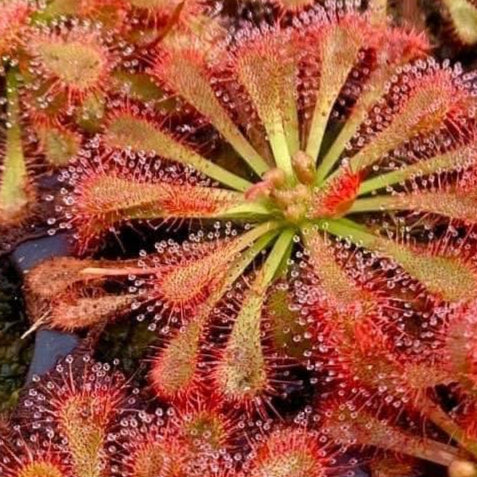 Drosera spatulata var. lovellae Sundew
