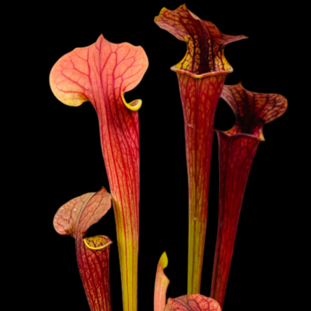 Potted carnivorous plant with red and green leaves on a black background