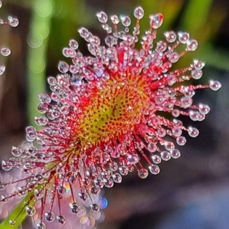 Drosera glabripes 'The Spoon Sundew' Plant - Tissue Culture Cup