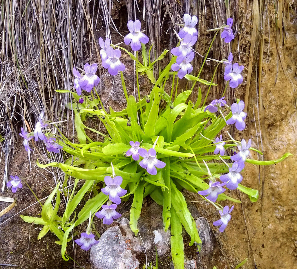 Pinguicula 'rallisneriifolia' Butterwort Plant - 1 Plant