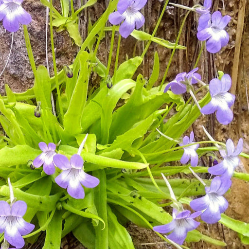 Pinguicula 'Vallisneriifolia' – Spanish Butterwort – 1 Plant in Grow Cup