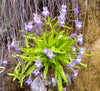 Pinguicula 'rallisneriifolia' Butterwort Plant - 1 Plant