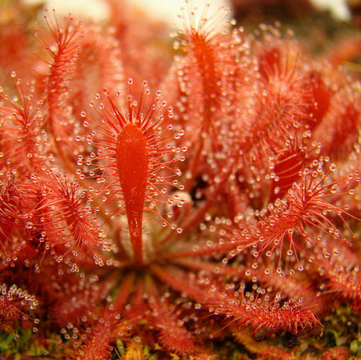 Drosera oblanceolata - Sundew 