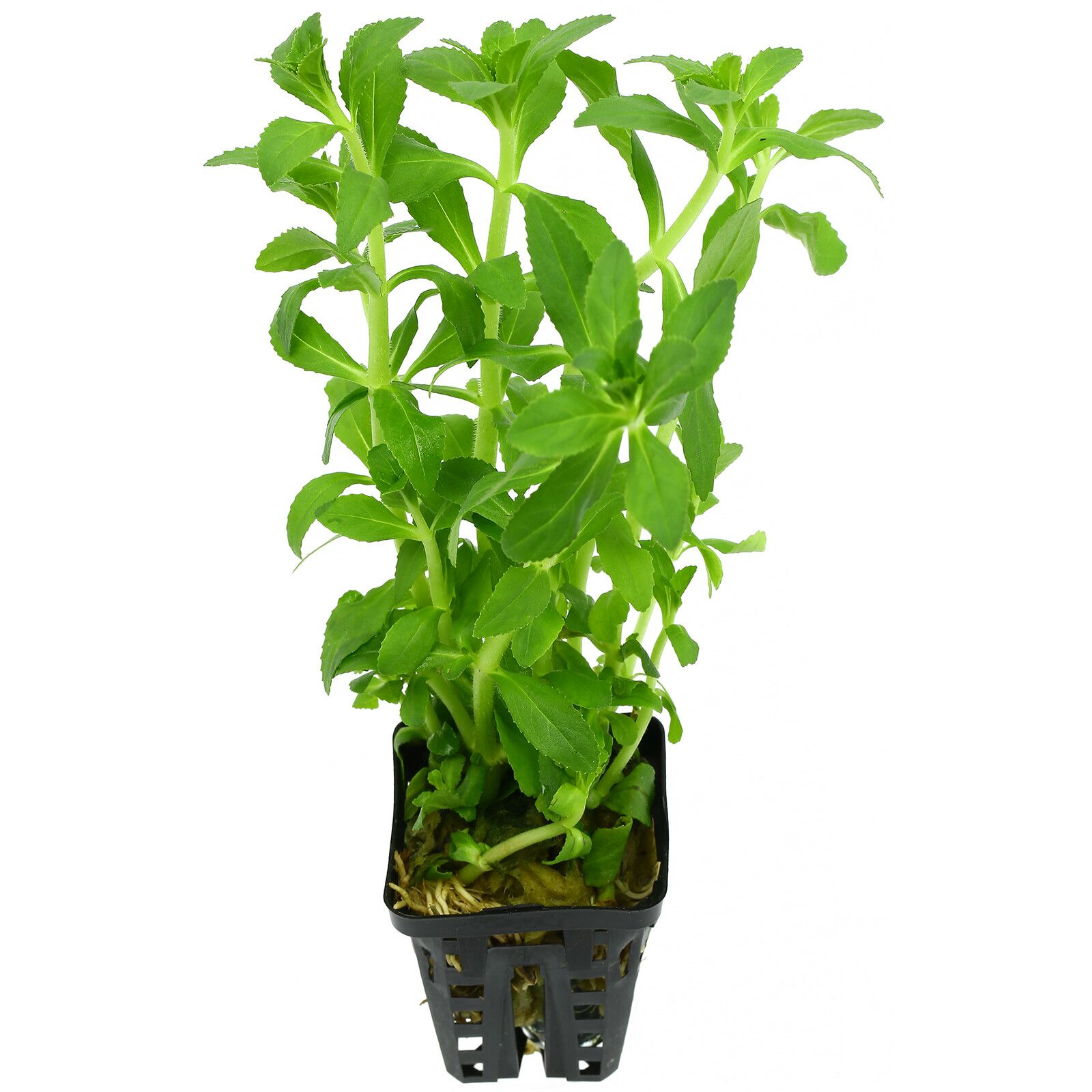 Limnophila aromatica 'Kalmantan mini' - 5cm Net Pot