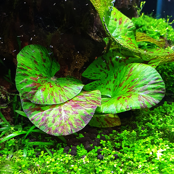 Green Tiger Lotus - 5cm Small Plant
