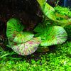 Green Tiger Lotus - 5cm Small Plant