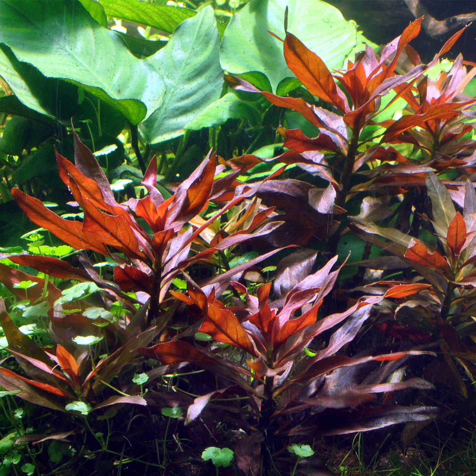 The Guppy Garden