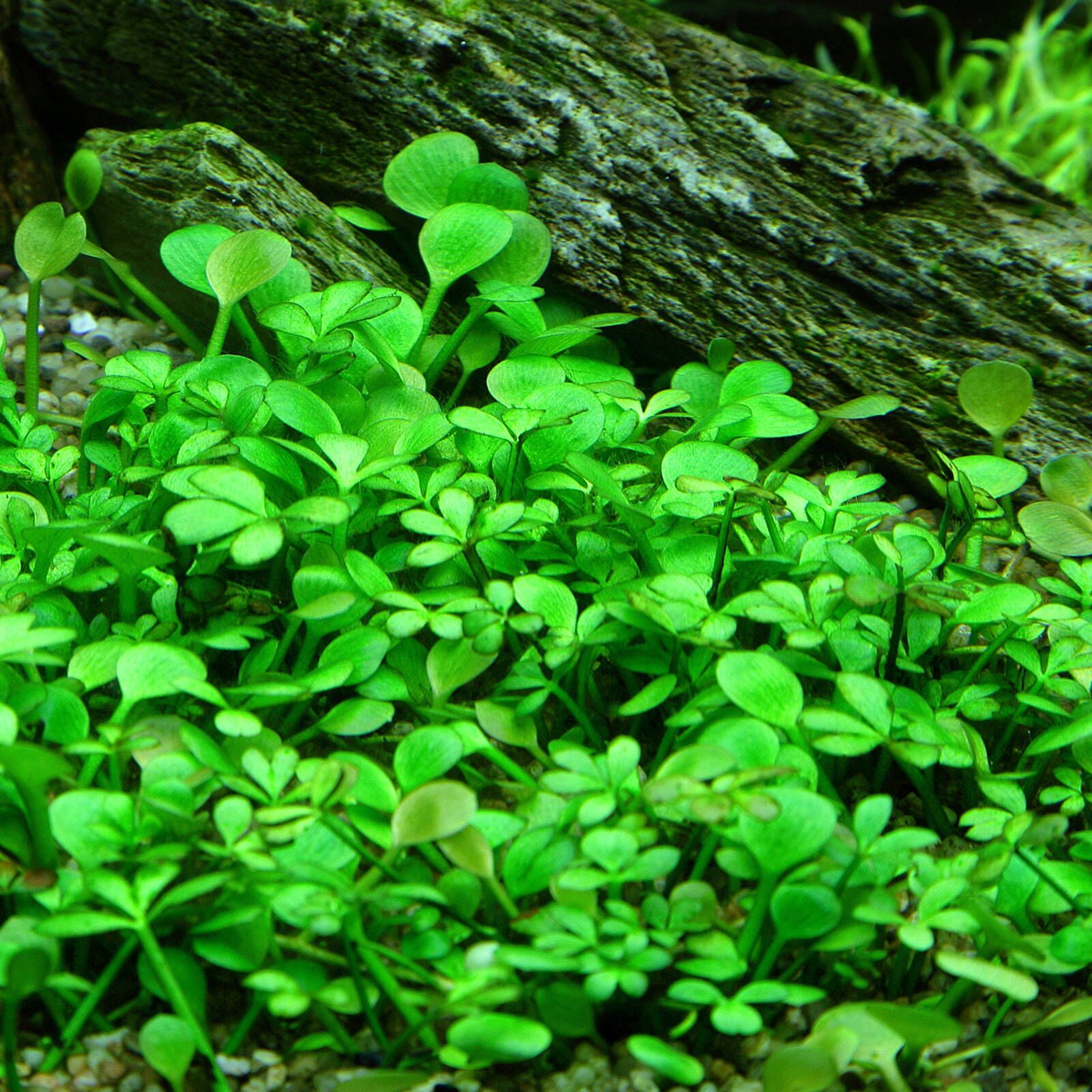Marsilea hirsuta 'Rough Waterclover' - Tissue Culture Plant