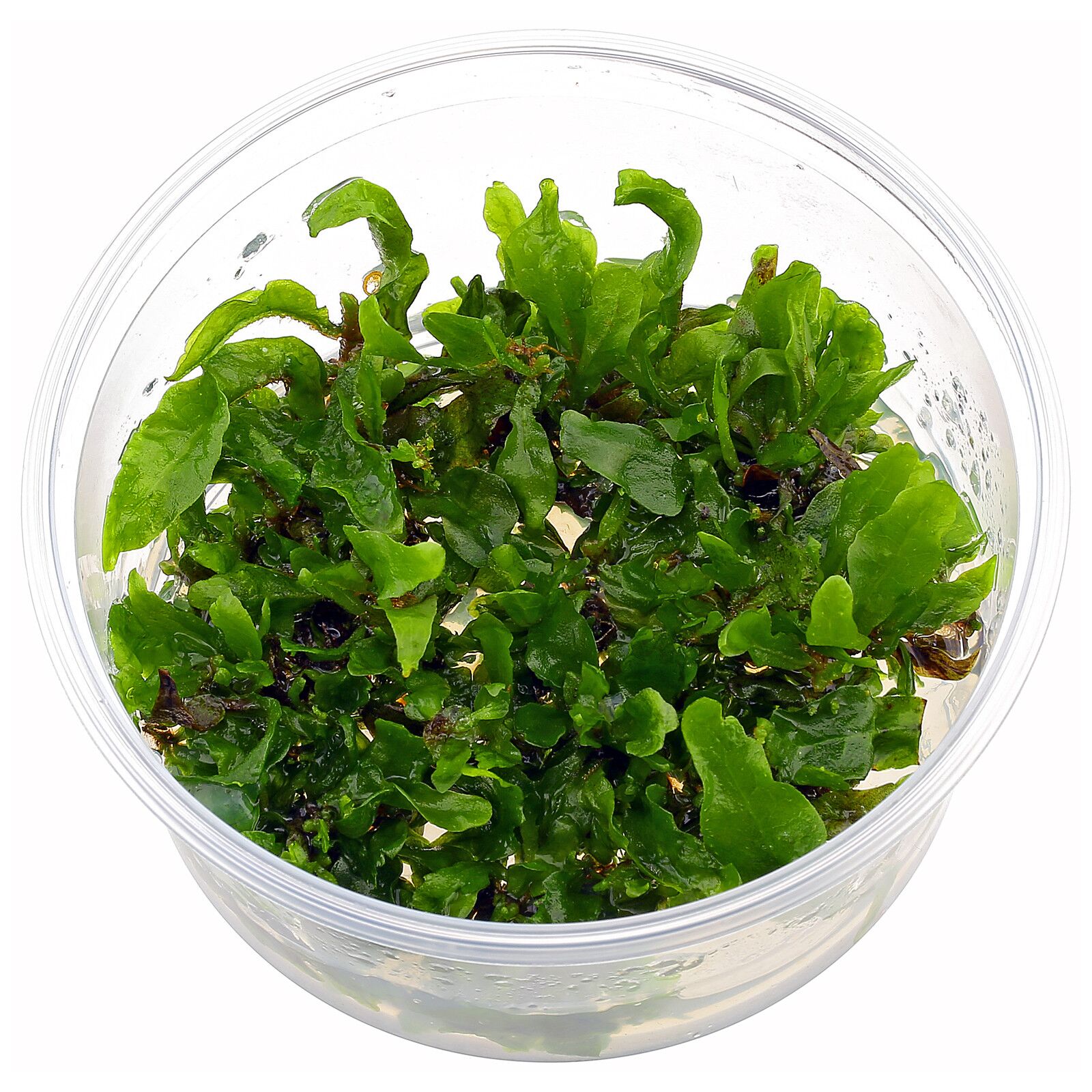 Microsorum Pteropus Java Fern Red- Tissue Culture Aquarium Plant | The ...