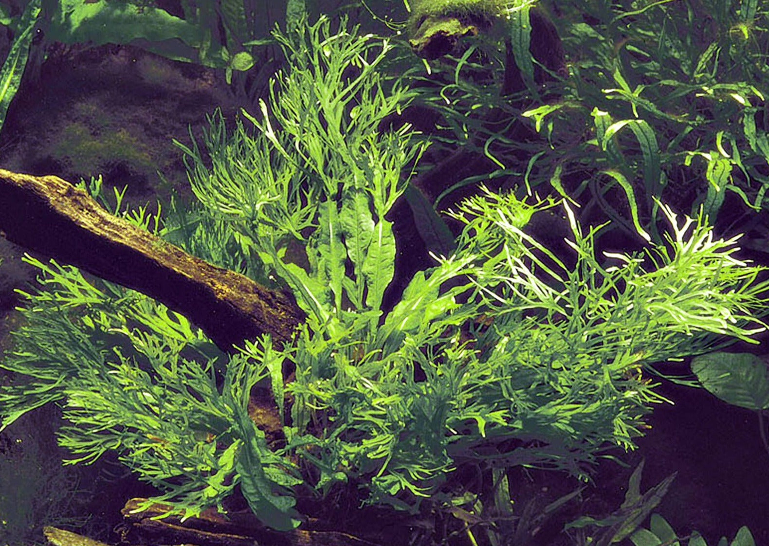 The Guppy Garden