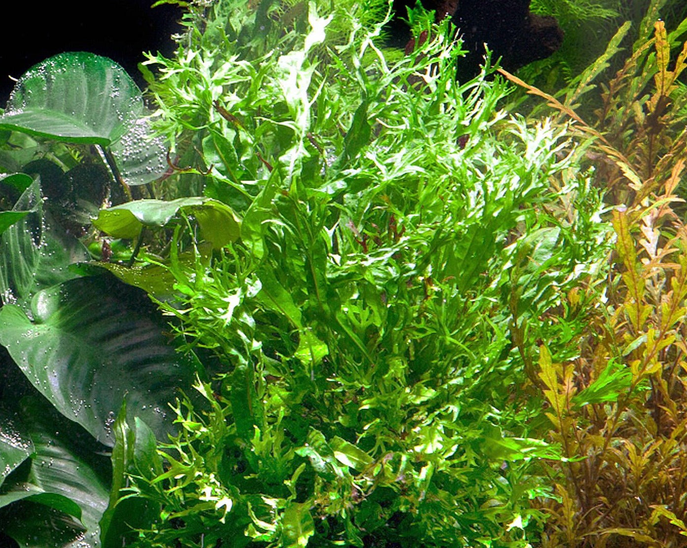 Microsorum Pteropus 'Windeløv' Fern - Tissue Culture Aquarium Plant ...