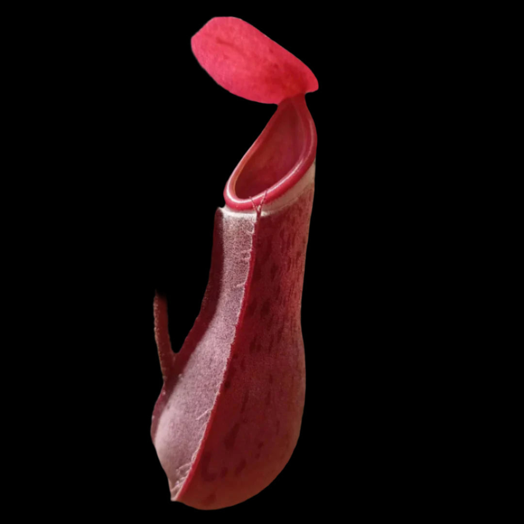 Close-up of a red albomarginata pitcher plant with a blurred background