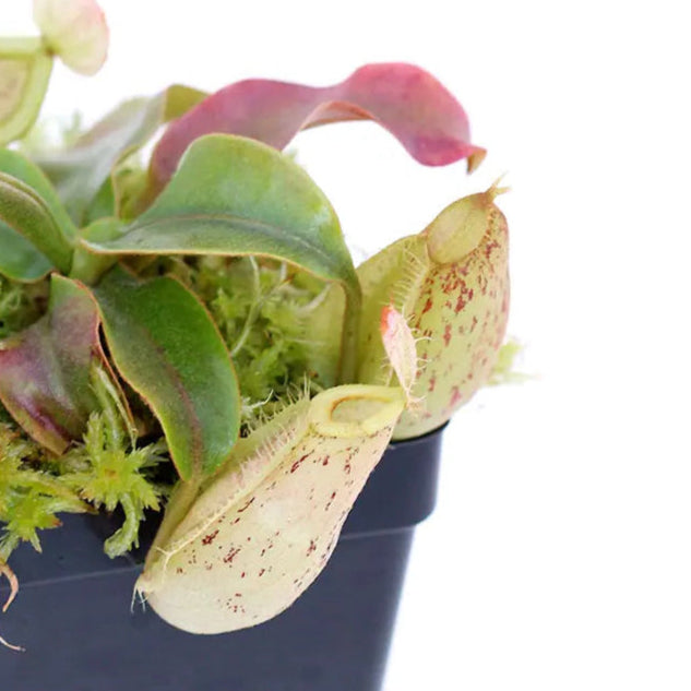 Nepenthes Hookeriana - Tropical Pitcher Plant