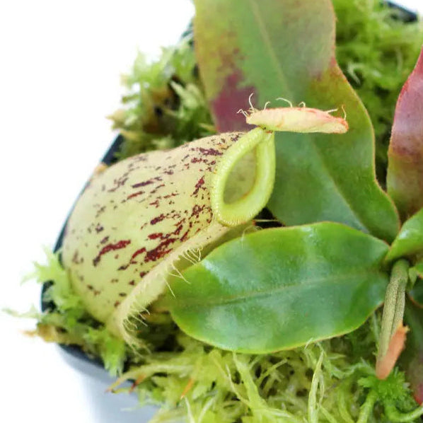Nepenthes Hookeriana - Tropical Pitcher Plant