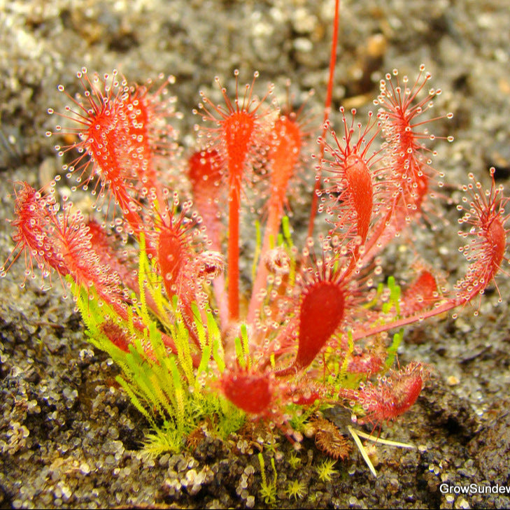 Drosera oblanceolata - Sundew 