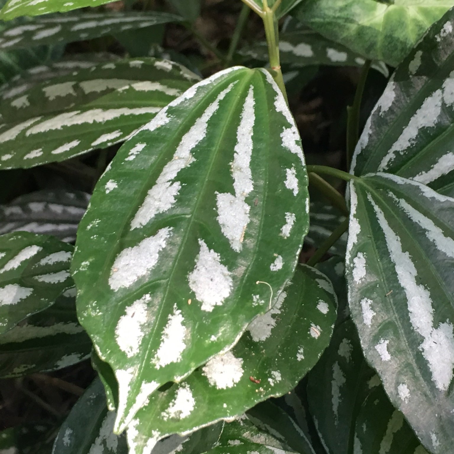 Pilea cadieri - Aluminium - Bunched Plants