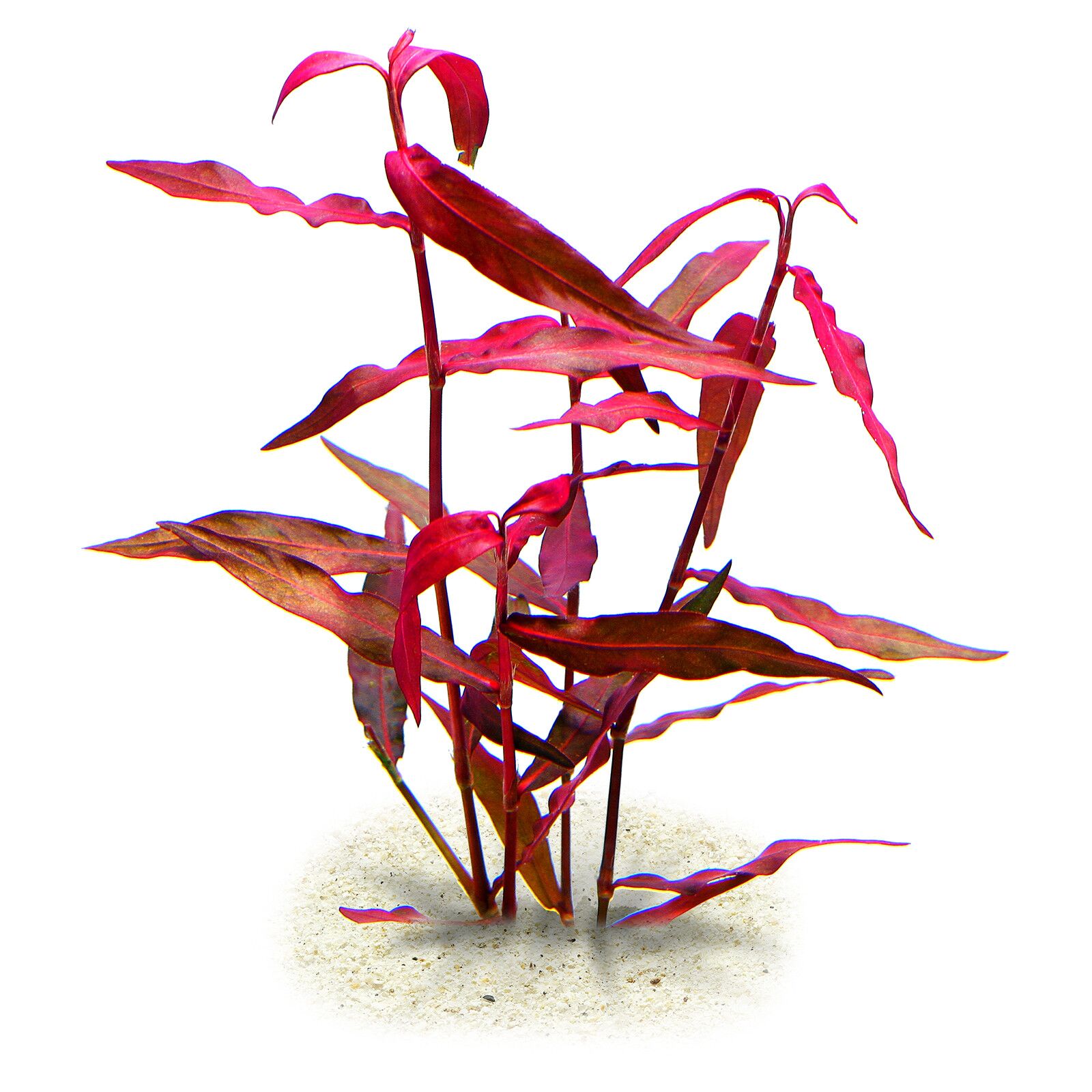 Persicaria maculosa 'Sao Paulo' - 5cm Net Pot