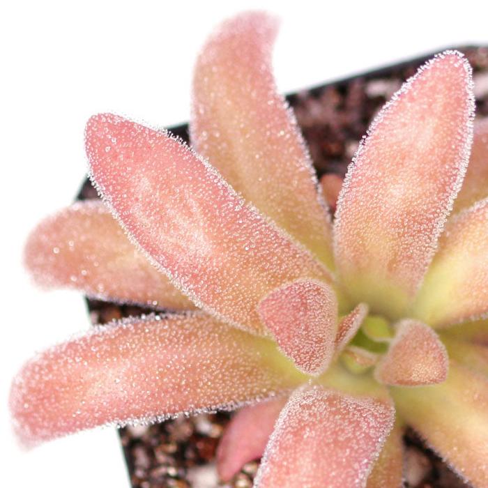 Pinguicula 'Gypsicola x Agnata' Butterwort