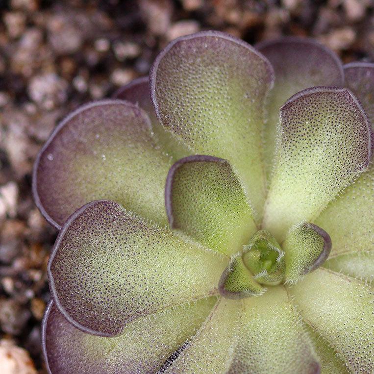 Pinguicula cyclosecta – Mexican Butterwort 