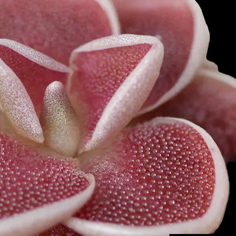 Close-up of a succulent plant with pinkish-red leaves ehlersae