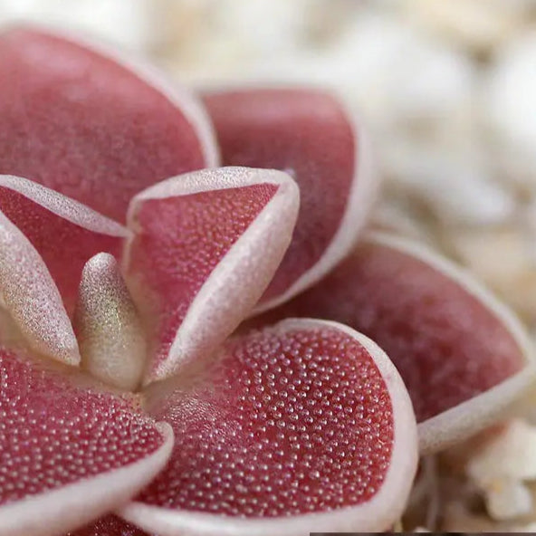 Pinguicula ehlersiae - Mexican Butterwort 