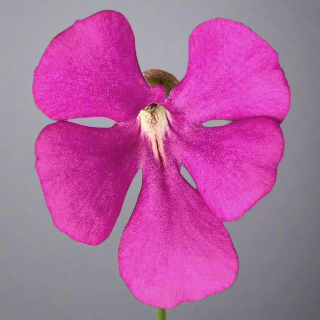 Pinguicula ehlersiae victoria - Mexican Butterwort Plant - 1 Plant in cup