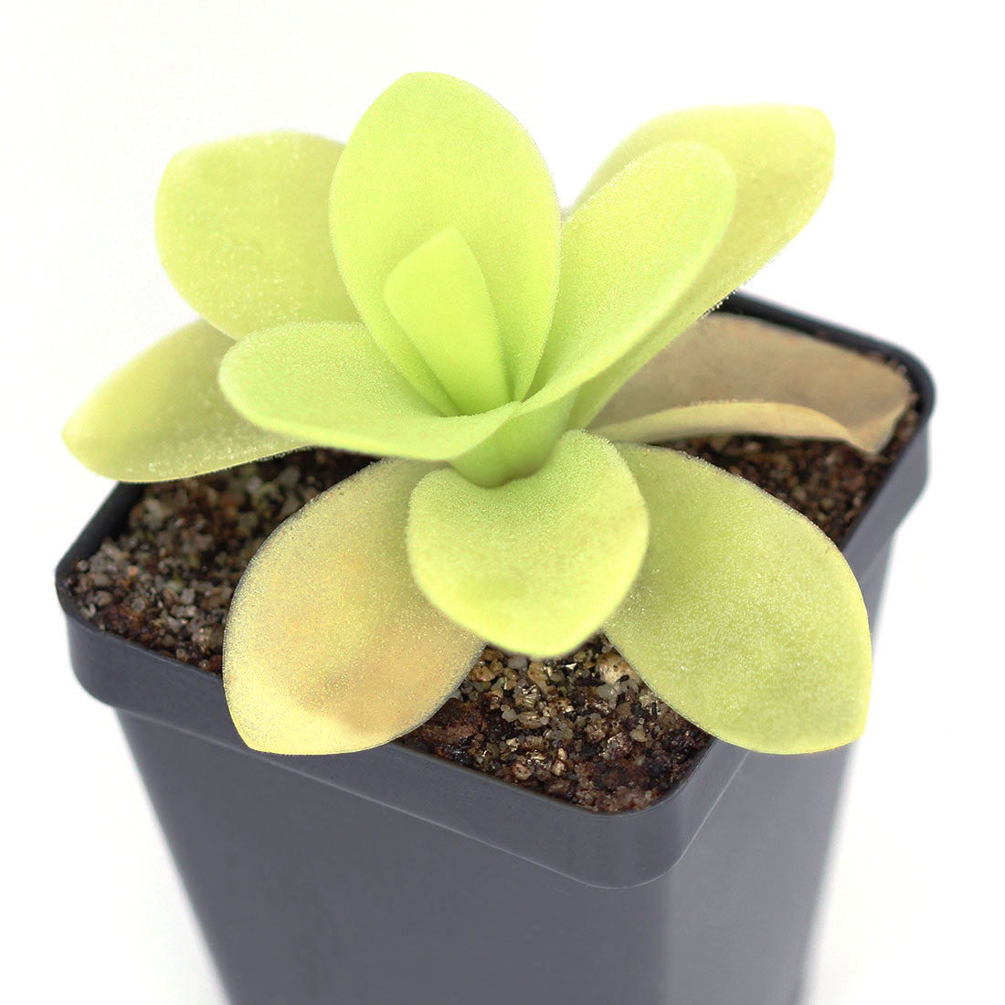 Pinguicula 'Gigantea var. Synalta' – Giant Mexican Butterwort – 1 Plant in Grow Cup