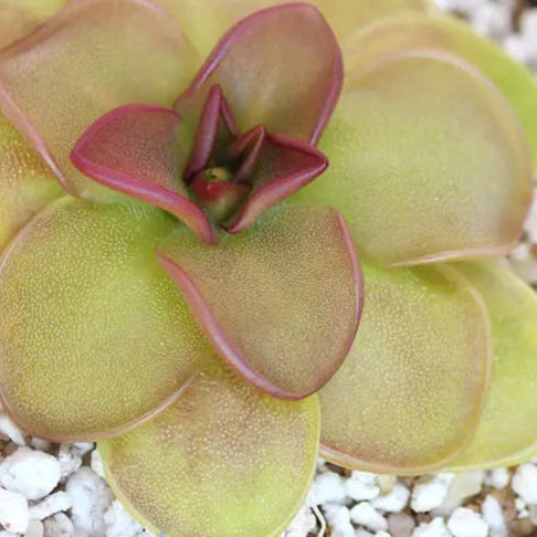 Pinguicula 'Hanka' – Mexican Butterwort 