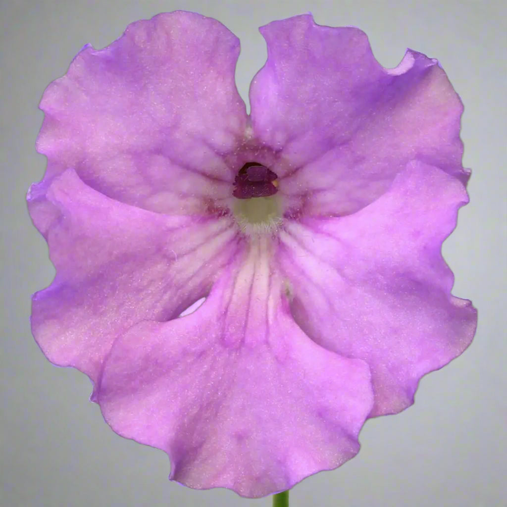 Pinguicula 'Hanka' – Mexican Butterwort – 1 Plant in Grow Cup