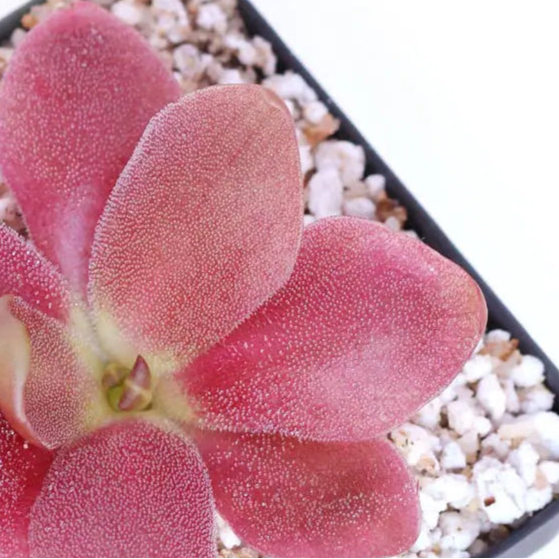Pinguicula 'Marciano' – Mexican Butterwort 