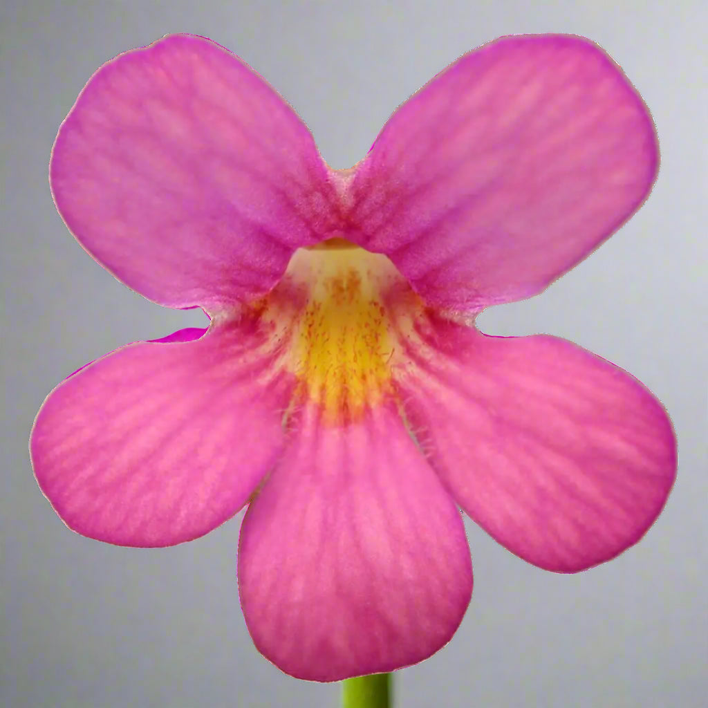 Pinguicula 'Marciano' – Mexican Butterwort – 1 Plant in Grow Cup