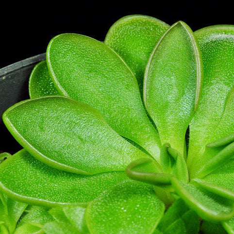 Pinguicula moranensis ‘Neovolcanica’ Butterwort