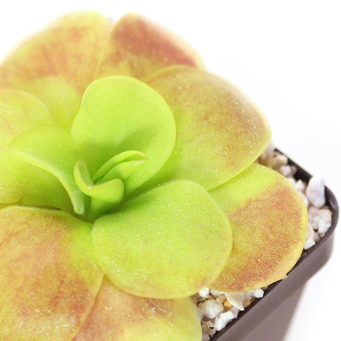 Pinguicula Mexican Butterwort Tina