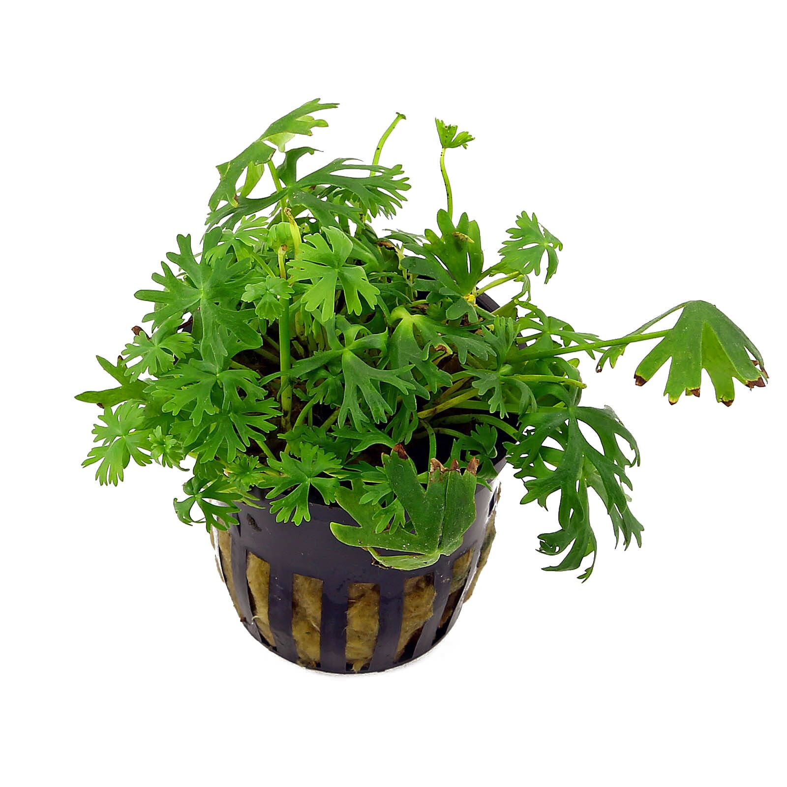 Ranunculus inundatus 'River Buttercup' - 5cm Net Pot