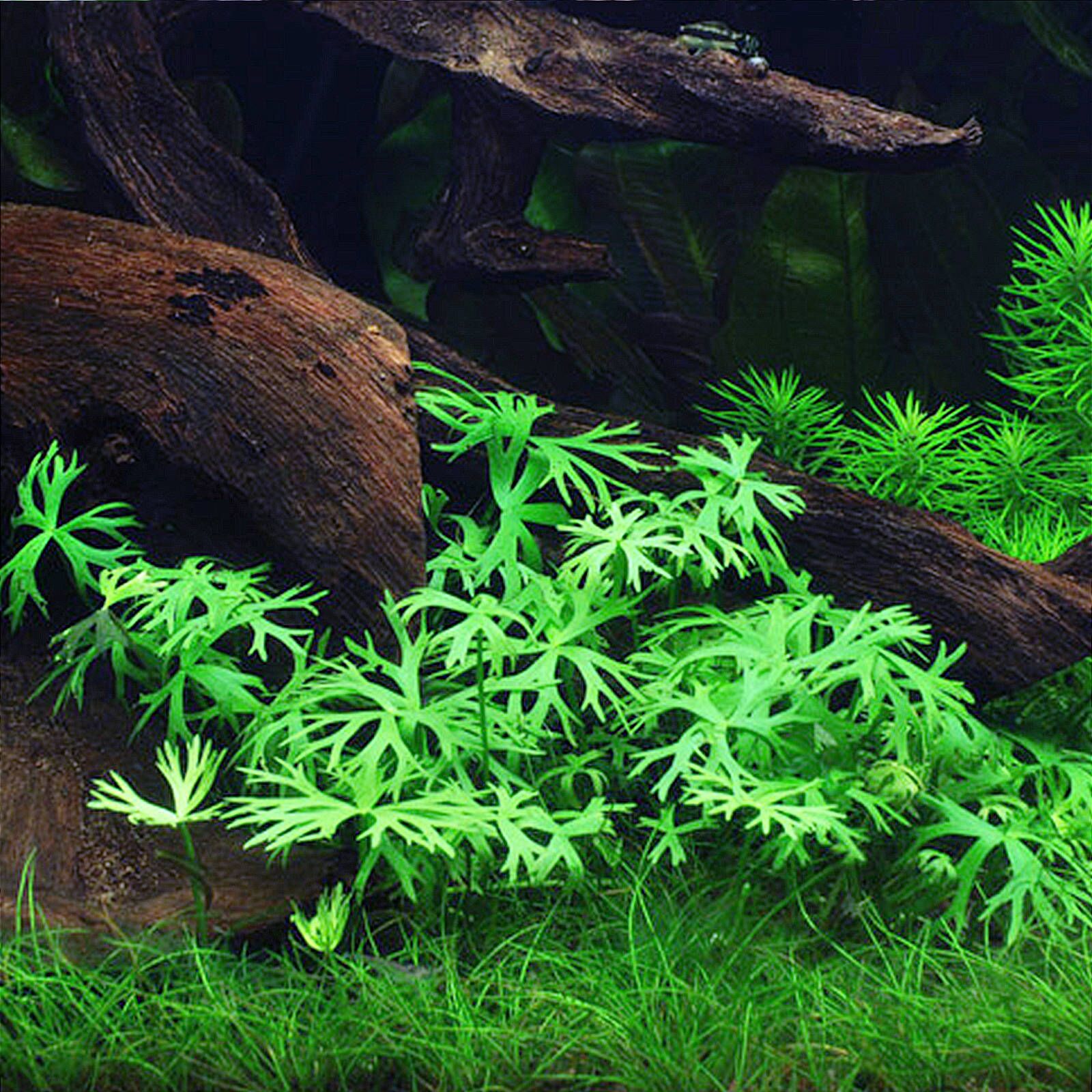 The Guppy Garden