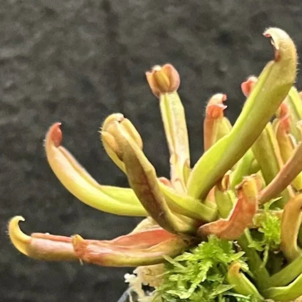 Heliamphora nutans (Nodding Sun Pitcher) - 1 Plant in Grow Cup