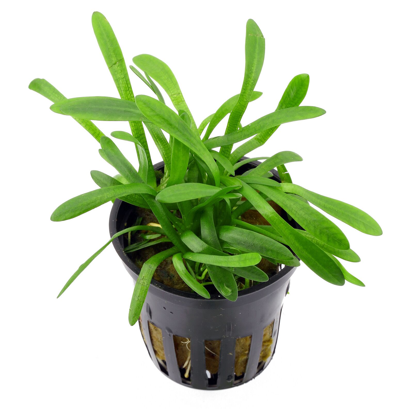 Sagittaria subulata 'Pusilla' Dwarf arrowhead - 5cm Net Pot