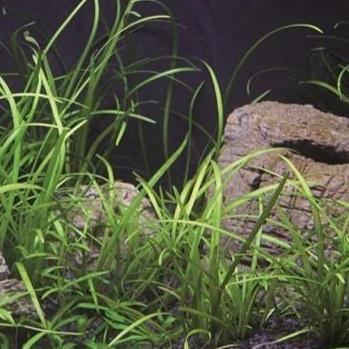 The Guppy Garden