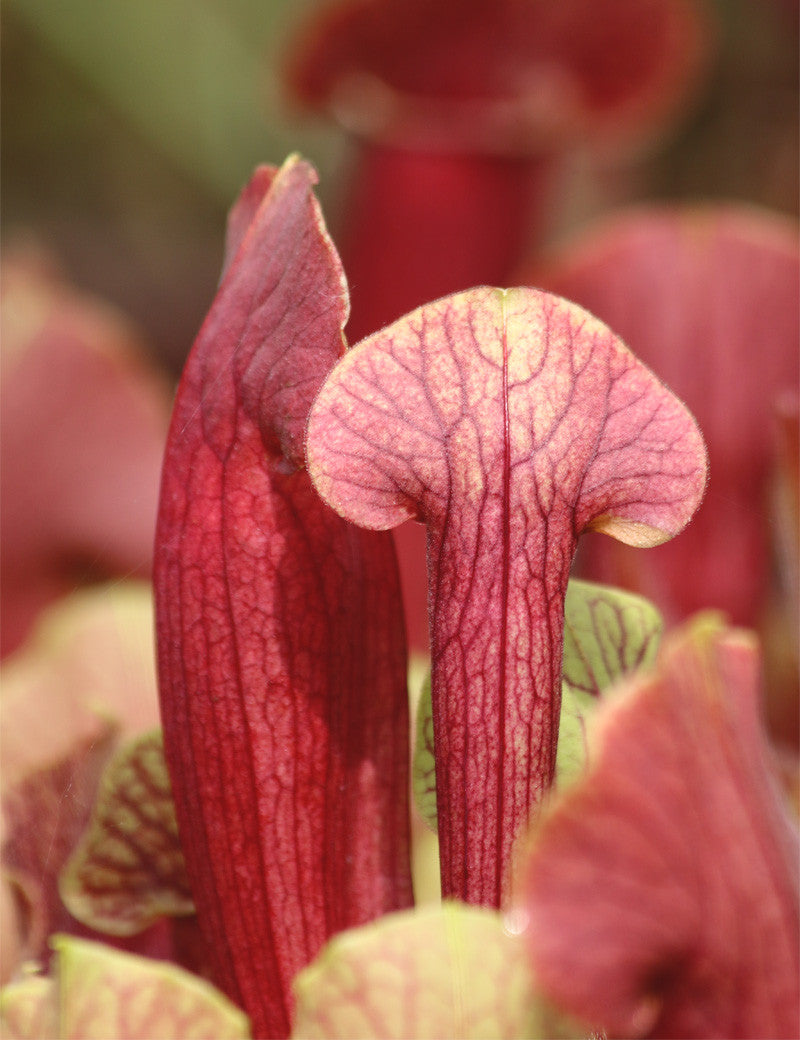 Sarracenia Leucophylla Rubra 'Barba Red' Pitcher Plant 