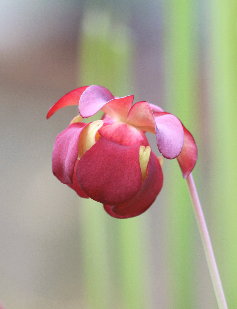 Sarracenia Leucophylla 'Fiona' Pitcher Plant 