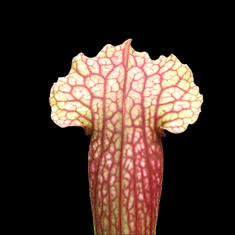 Sarracenia Leucophylla 'Fiona' Pitcher Plant 