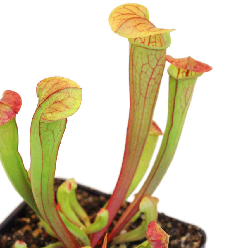 Sarracenia oreophila (Trumpet Pitcher Plant)