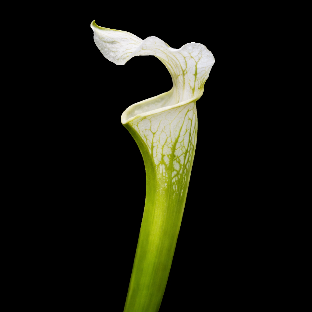 White flower with green stem on a black background