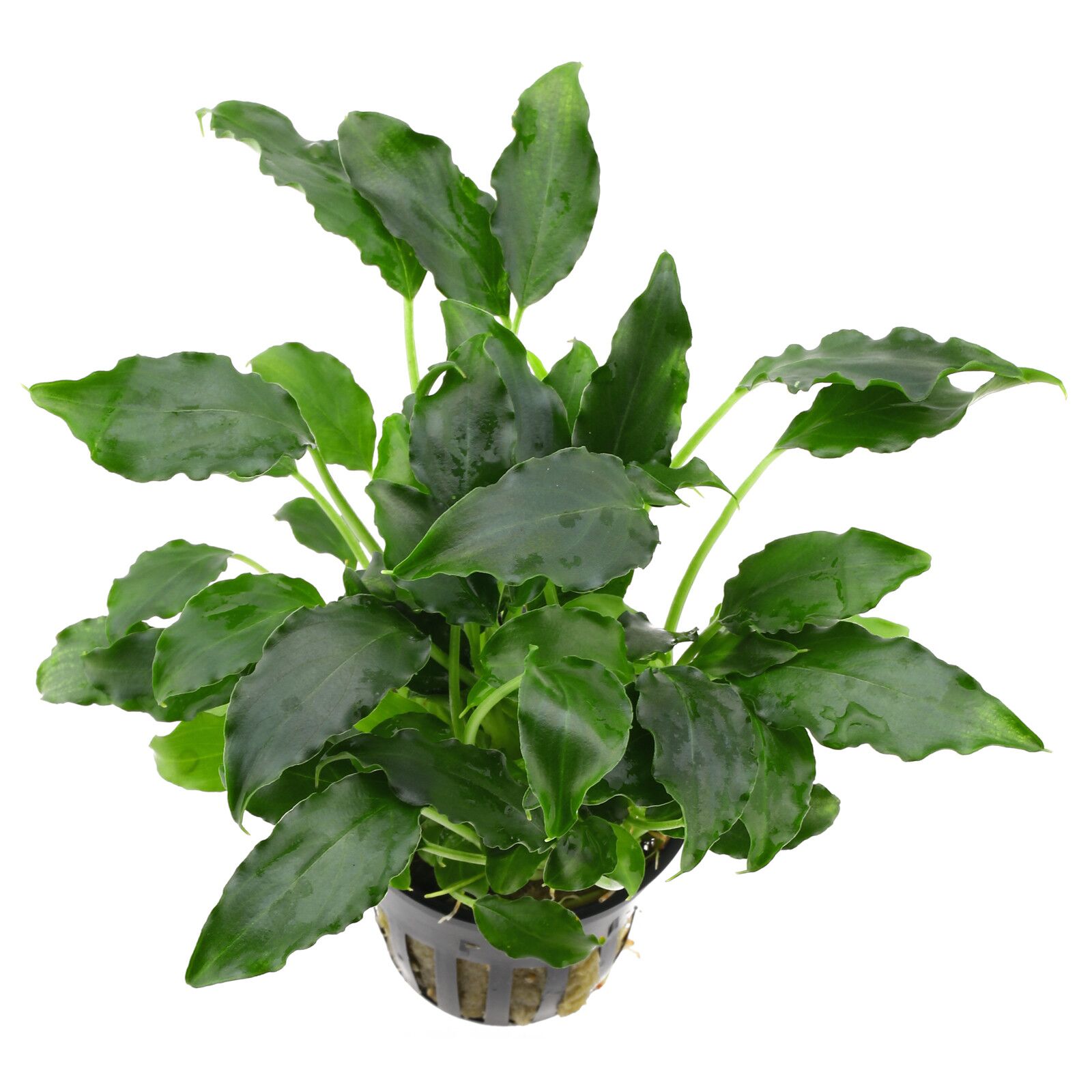 Schismatoglottie Prietoi - Small Plant